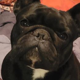French Bulldogs from Southern Classic French Bulldog of Florida