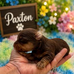 Paxton (Toy) - Chocolate, tan and white male Yorkshire Terrier puppy in Jamestown, North Carolina from North Carolina Maltese, Yorkies & Morkies(previously California Maltese, Yorkies & Morkies)