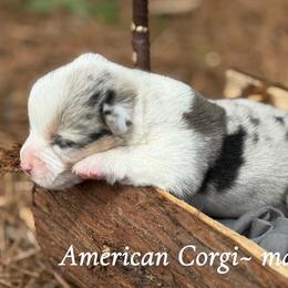 Blue Merle boy 1700 - Blue merle and white male American Corgi puppy in Nashville, Arkansas from Whisenhunt Farms