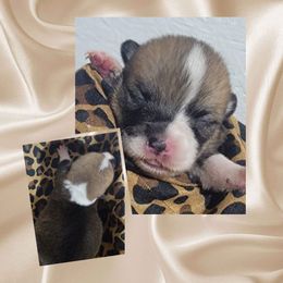 Leopard bandana girl - Red female Pembroke Welsh Corgi puppy in Cherokee, Oklahoma from MCS Farms-OK