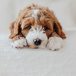Goldendoodle Puppies from KZ Doodles