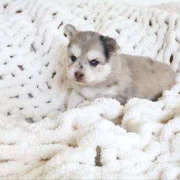 Panko - Merle male Pomsky puppy in Orange County, California from Pomsky Playpen