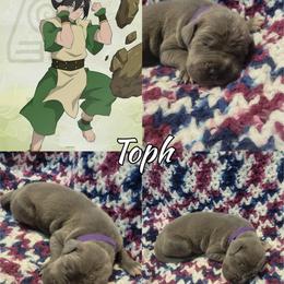 Toph - Blue female Great Dane puppy in Pollock, Louisiana from Danes Done Right