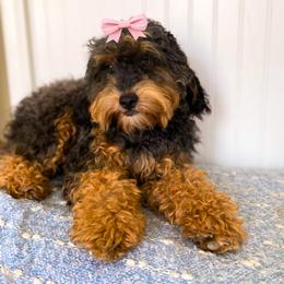 Ava - Goldendoodle