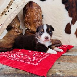 RUBY - Red tri-color female Australian Shepherd puppy in Durand, Wisconsin from Larson’s Legacy Aussome Aussie Kennels