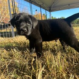Green - Black male Labrador Retriever puppy in Middleton, New Hampshire from Tag Hollow