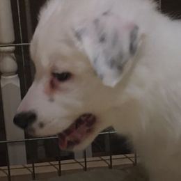 Border Collies from Triple Shot Border Collies