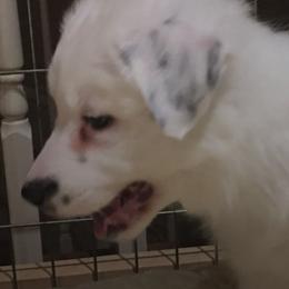 Border Collies from Triple Shot Border Collies