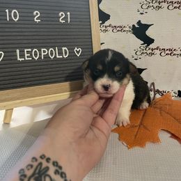 Pembroke Welsh Corgi Puppies from Stephanie’s Corgi Colony