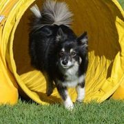 Icelandic Sheepdogs from Tri-Star Icelandics