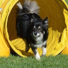 Icelandic Sheepdogs from Tri-Star Icelandics