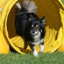 Icelandic Sheepdogs from Tri-Star Icelandics