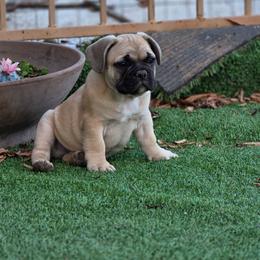 Fawn Male - Fawn male French Bulldog puppy in Phoenix, Arizona from ANE French Bulldogs