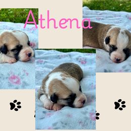 Athena - White and red female Pembroke Welsh Corgi puppy in Boones Mill, Virginia from Cahas Corgis of Virginia