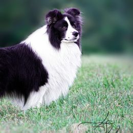 Border Collies from Juletoo Border Collies at Meadowcreek Farm