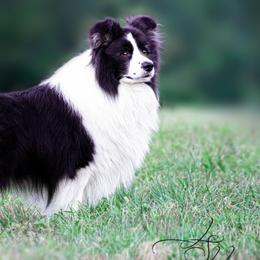Border Collies from Juletoo Border Collies at Meadowcreek Farm