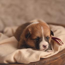Maroon Collar - Waffles - Sable female Pembroke Welsh Corgi puppy in Waverly Hall, Georgia from 6g Ranch Corgis