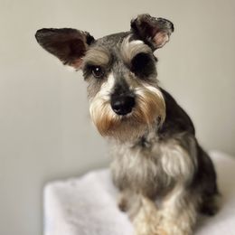 Athena - Miniature Schnauzer