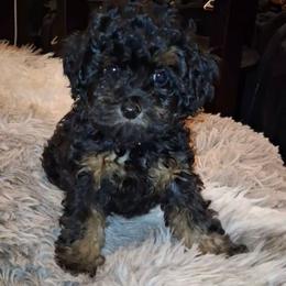 Cooper - Phantom male Poodle puppy in Hesperia, California from Sweetie Pie Poodles