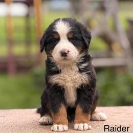 Boy 3 - Tri-color male Bernese Mountain Dog puppy in New Haven, Indiana from Maumee Berners