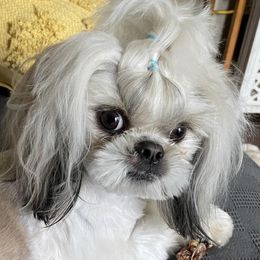 Mateo - Shih Tzu