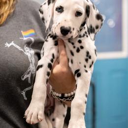 Rain - White and black female Dalmatian puppy in Cleveland, Texas from Arrowhead Dalmatians