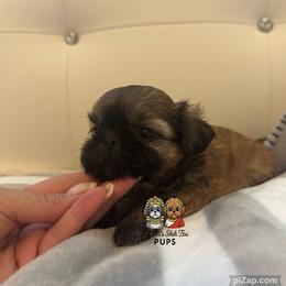 Andy - Gold male Shih Tzu puppy in Walkertown, North Carolina from Lil’ Bit’s Shih Tzu