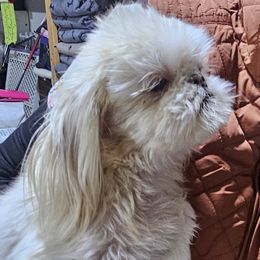Jo - Shih Tzu