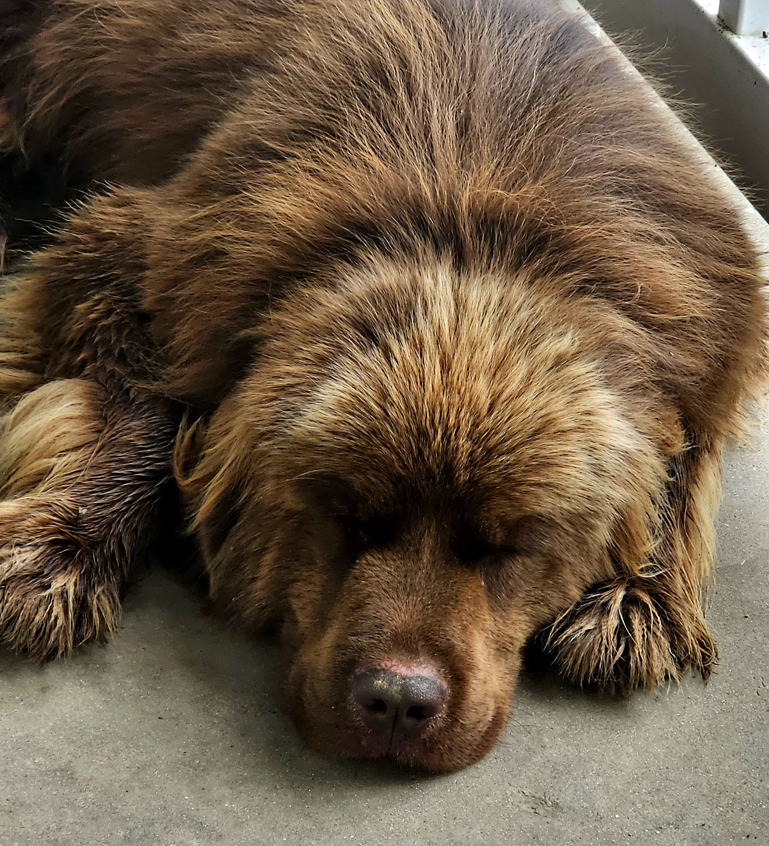 Grizzly - Newfoundland
