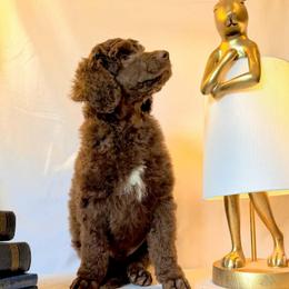 Grey Collar Boy - Silver-beige  male Poodle puppy in Oklahoma City, Oklahoma from Velvet Standards