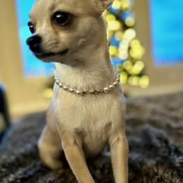 Chihuahua Puppies from Small and Mighty Chihuahuas
