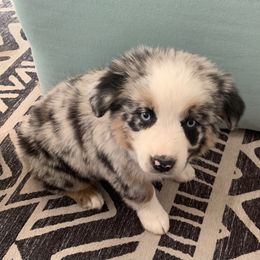 Miniature Australian Shepherd Puppies from Rocking AW Aussies