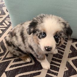 Miniature Australian Shepherd Puppies from Rocking AW Aussies