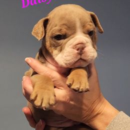 Bulldog Puppies from Wiggle Butts Bulldogs