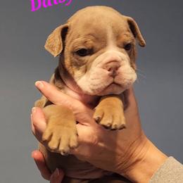 Bulldog Puppies from Wiggle Butts Bulldogs
