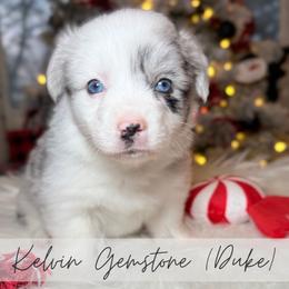 Kelvin Gemstone - Blue merle and white male American Corgi puppy in Greenwood, Indiana from Witch Creek Corgis