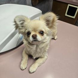 Boyd - Cream and white male Chihuahua puppy in Kannapolis, North Carolina from East Coast Bull Terriers N Chihuahuas