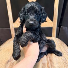 Boy 3 - Phantom male Goldendoodle puppy in Lakeland, Florida from Doodles & Danes
