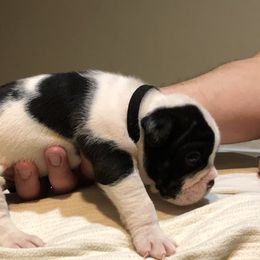 English Bulldog Puppies from Ruza's Bulldogs