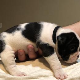 English Bulldog Puppies from Ruza's Bulldogs