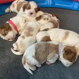 Cavalier King Charles Spaniel Puppies from Christina’s Cavaliers