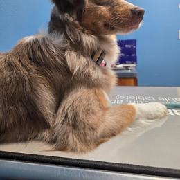 Koda - Miniature Australian Shepherd