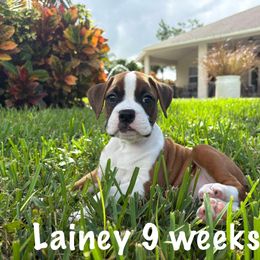 Boxer Puppies from Starlight Boxer Corner