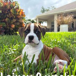 Boxer Puppies from Starlight Boxer Corner