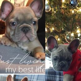 French Bulldogs from Top Dawg French Bulldogs