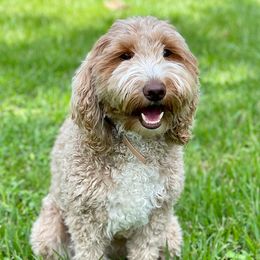 Addie - Goldendoodle