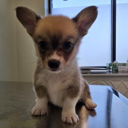 Male 4 - Red male Pembroke Welsh Corgi puppy in Unicoi, Tennessee from East Tennessee Clark Corgis
