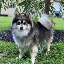 Rocky - Pomsky
