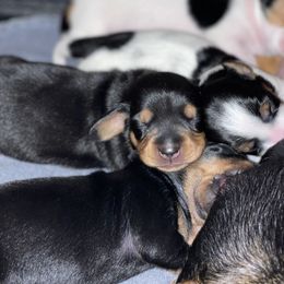 Dachshund Puppies from High Mountain Dachshunds