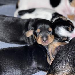 Dachshund Puppies from High Mountain Dachshunds